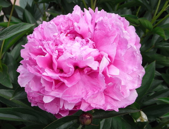 Paeonia_Dr_Alexander_Fleming_2010