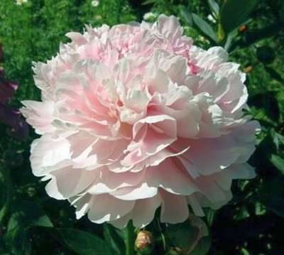 Peony_shirley_temple