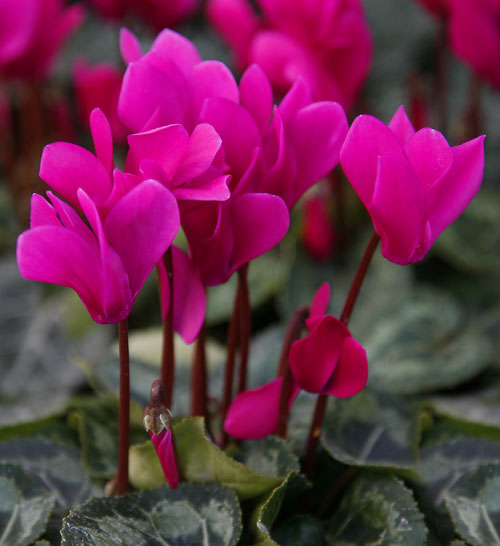 Cyclamen-pink