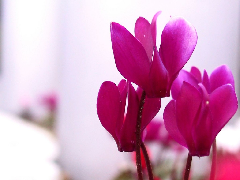 Cyclamen_persicum