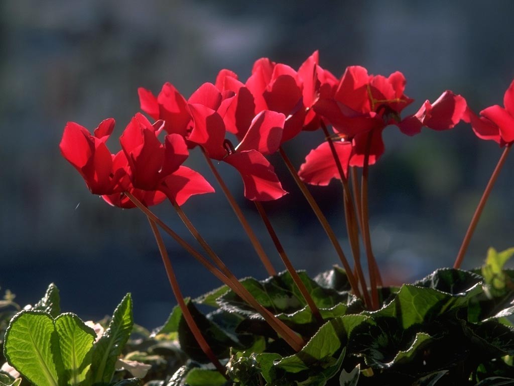 cyclamen_3