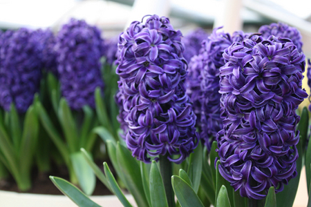 Blue-Hyacinth-hyacinths-29860367-450-300