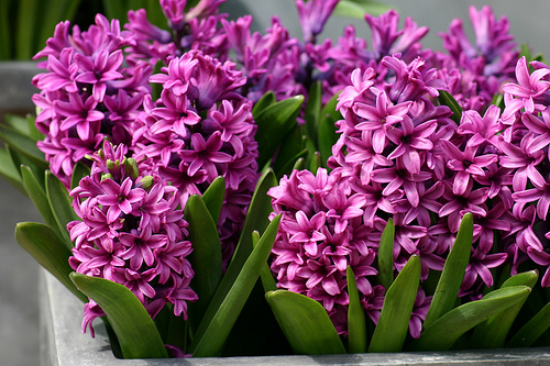 common-hyacinth