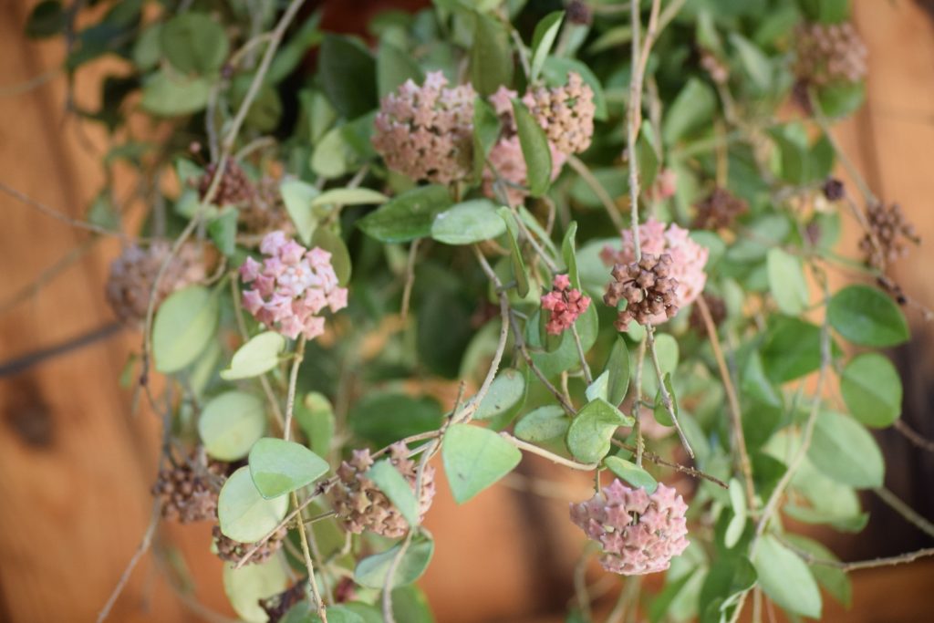 hoya carnosa floriplant