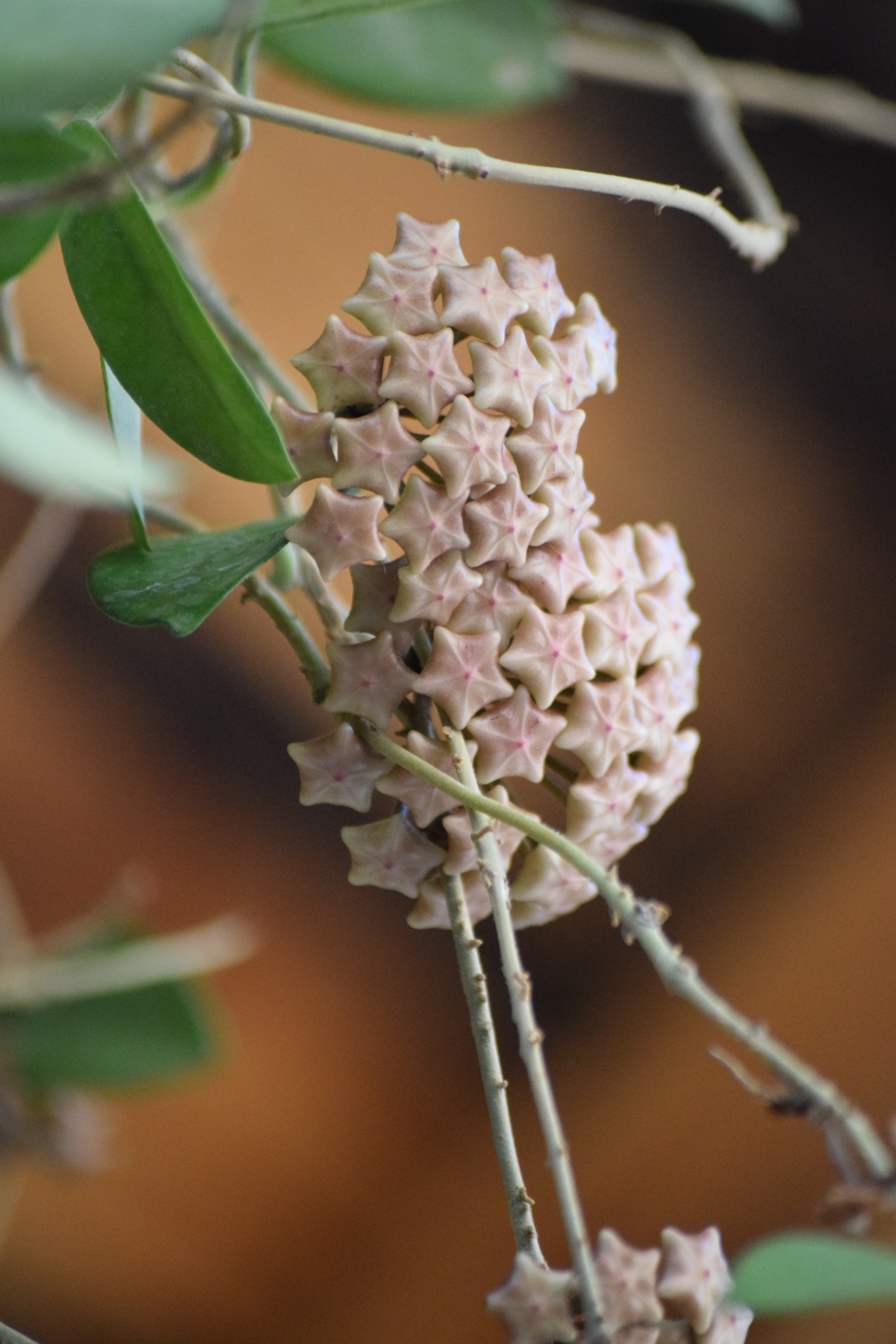 planta colgante flor de cera