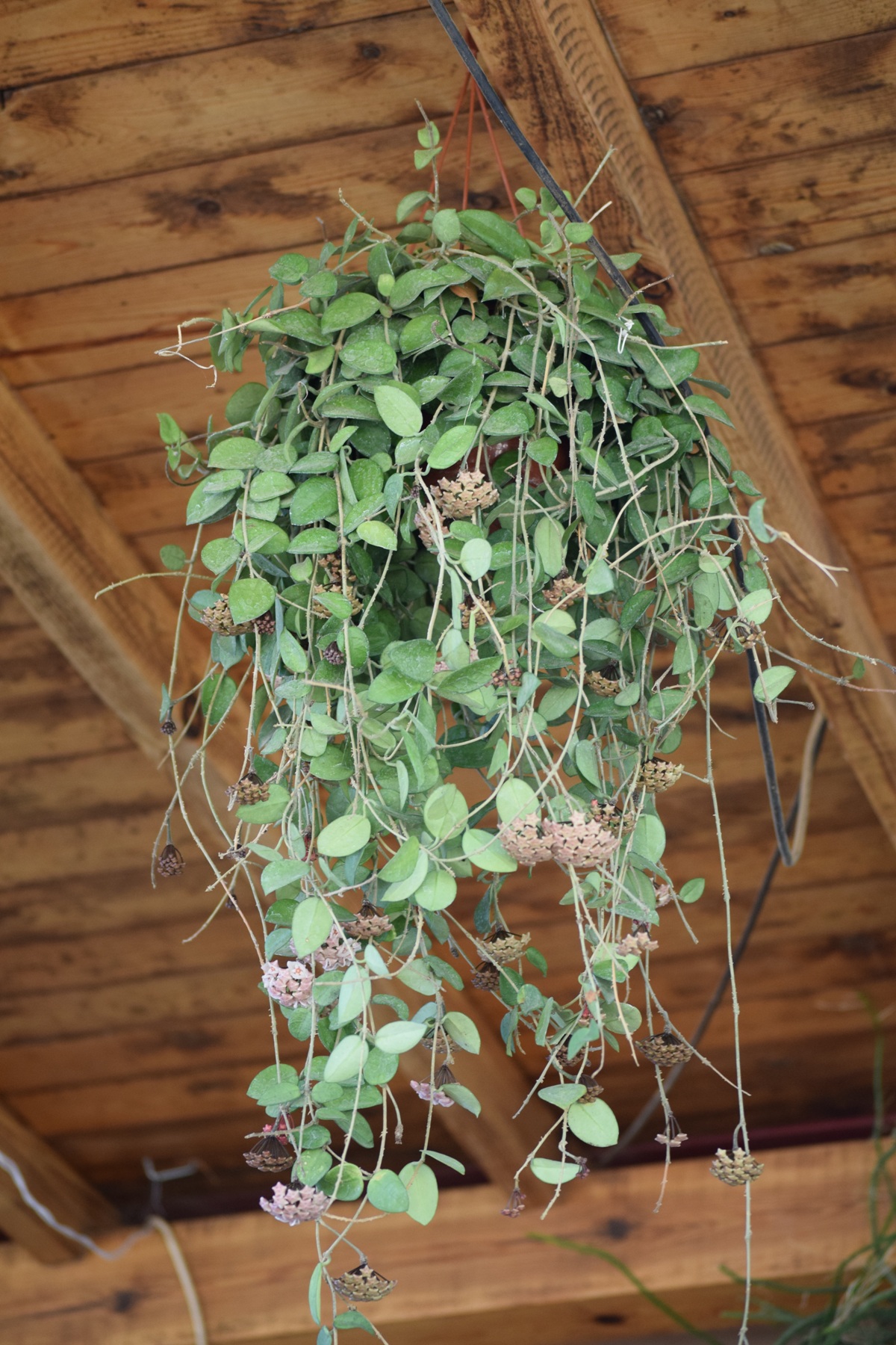 Hoya carnosa floriplant