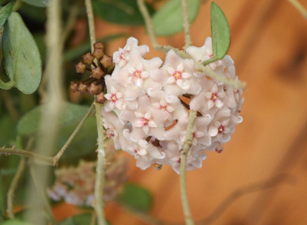 flor de cera floriplant