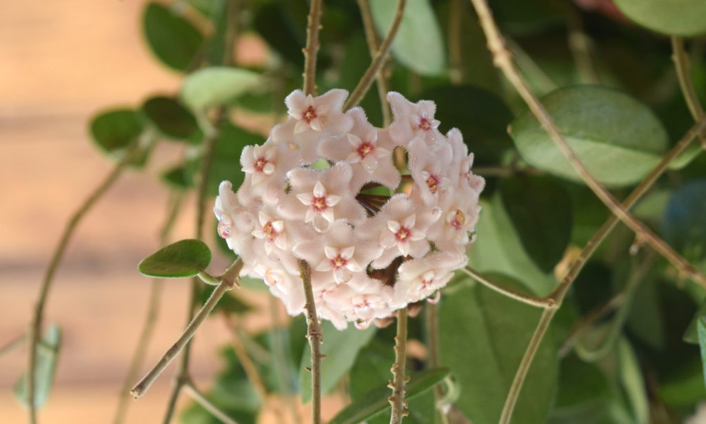 flor de cera floriplant (2)