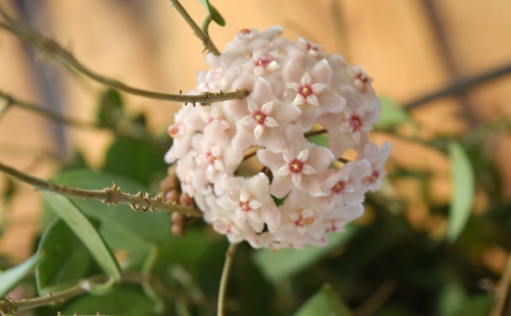 flor de cera hoya carnosa