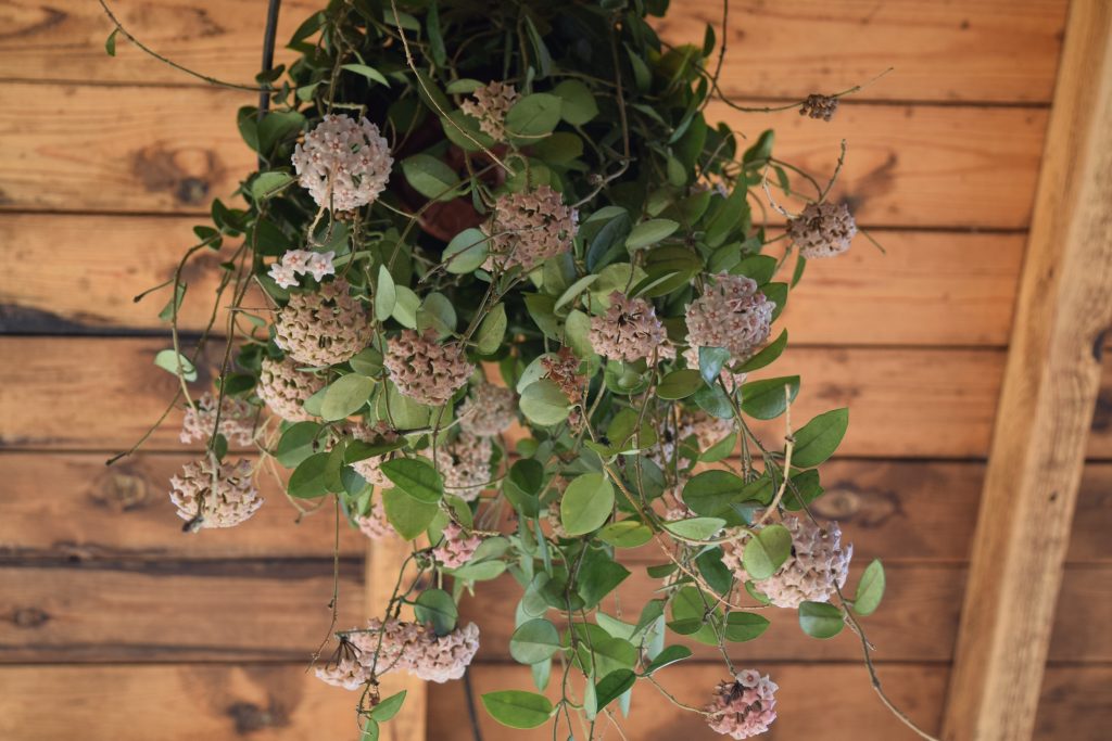 hoya carnosa floriplant (2)