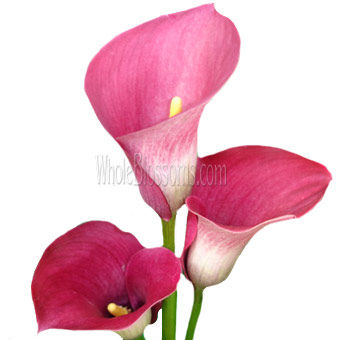 calla-lilies-pink-flowers-dark-romance