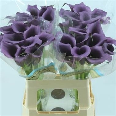 calla-lily-paco-purple-wholesale-3