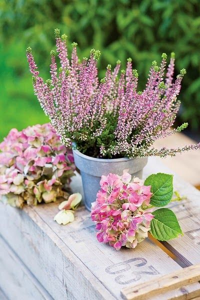 ES TIEMPO DE … ERICA-CALLUNAS | Hablando con flores